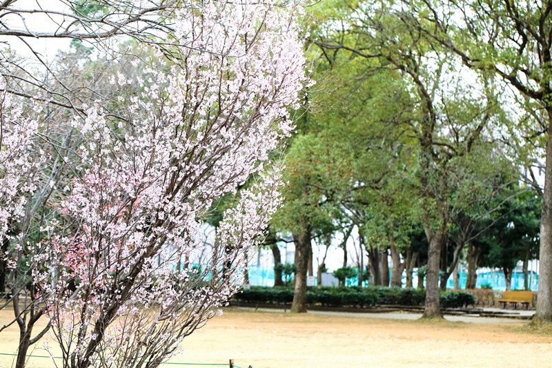 校内に美しく咲く桜